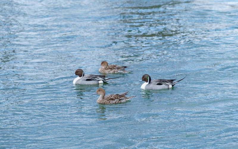 Lovely Swan Lakes in Dubai, Hatta