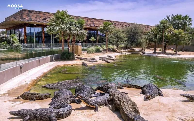 Crocodile park Dubai